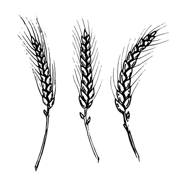 ilustrações, clipart, desenhos animados e ícones de orelhas de trigo ou cevada - barley black stem wheat