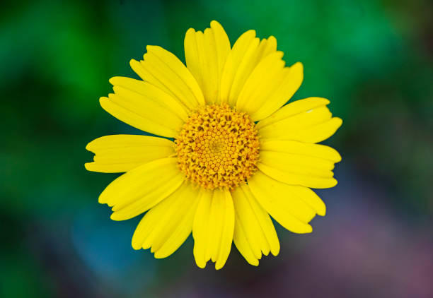 Yellow chrysanthemum flower close up photo.