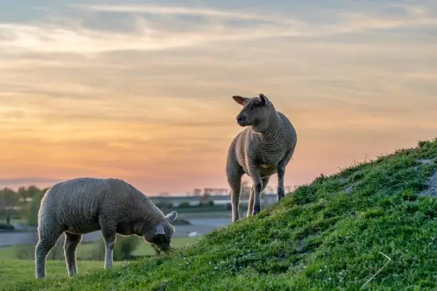 Grazing sheeps at sunset on a green hill, farming in the countryside