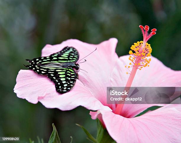 Tailed Jay Butterfly Stock Photo - Download Image Now - Animal, Animal Antenna, Animal Body Part