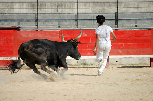 Athletic young man competes in a bull race: the idea is to remove ribbons, strings or flowers tied on bull's horns and then run & jump for your life! Camargue region of France.