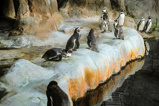 Closeup of two isolated humboldt penguins in conversation with each other, natural water birds in a cute animal concept, symbol for gossip, rumor, indiscretion or environment protection