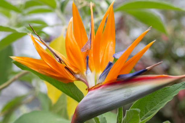 Close up of unusual Bird of Paradise Flower stock photo