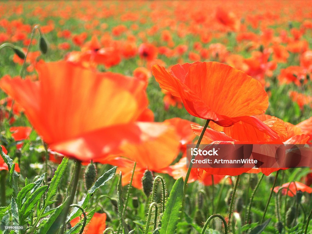 Poppies do sol - Foto de stock de Alto contraste royalty-free