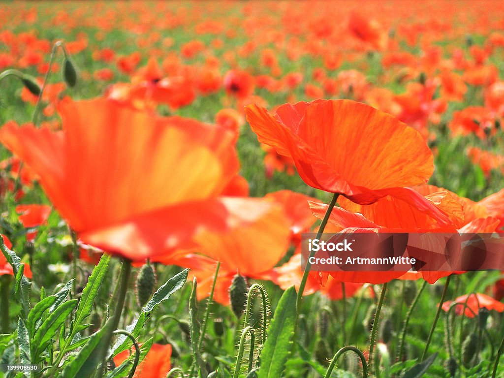 Poppies на солнце - Стоковые фото Ботаника роялти-фри