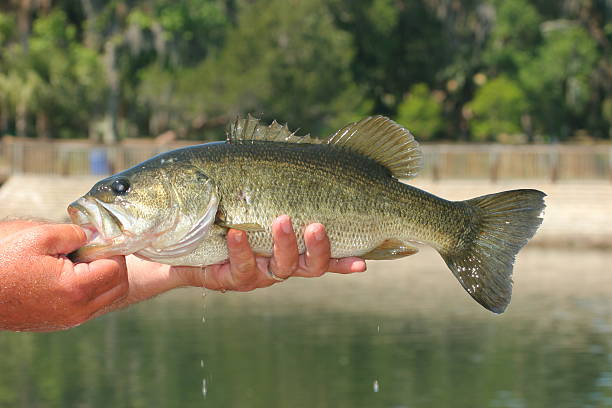 istock Freshly Caught Bass 139908575