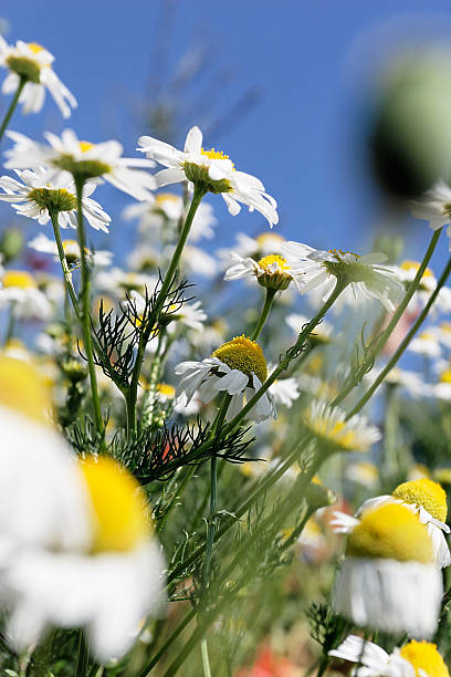 Summer meadow stock photo