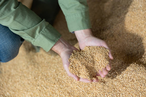 istock Soybean husk animal feed in farmers hands 1399086103