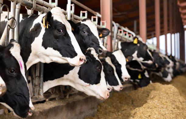 istock Dairy cows peeking through stall fence on livestock farm 1399086105