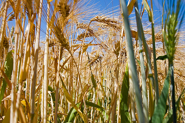 Cornfiled stock photo