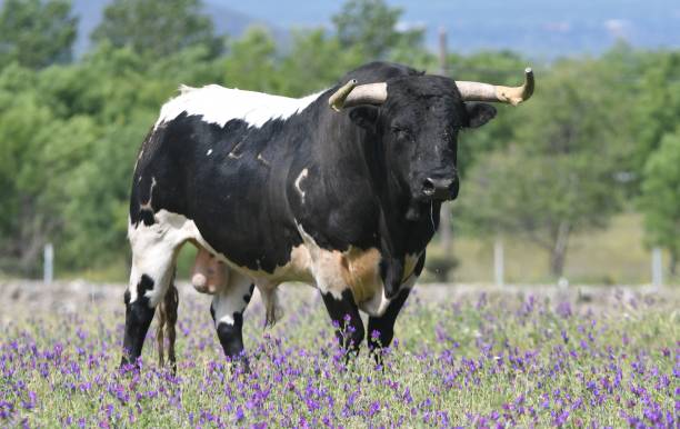 istock Spanish bull in the field 1399088274