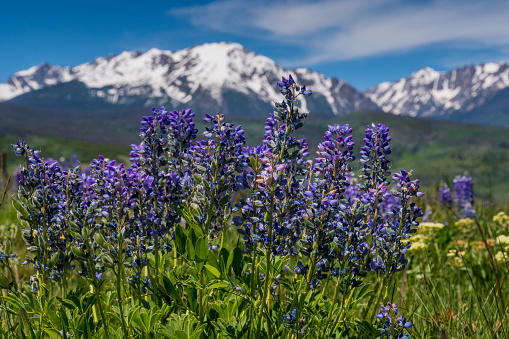 Purple Lupine growing wild in a meadow in the Colorado Rocky Mountains during the summer.