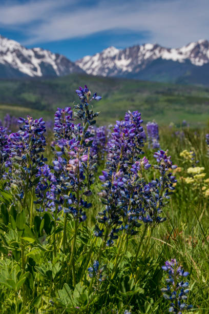 istock Purple Lupine in a Mountain Meadow 1399088979