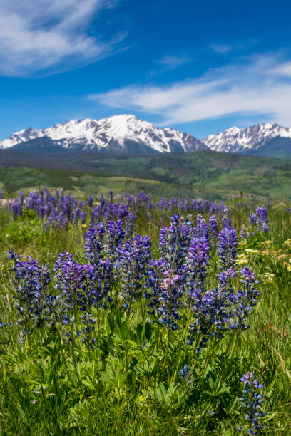 istock Purple Lupine in a Mountain Meadow 1399088980