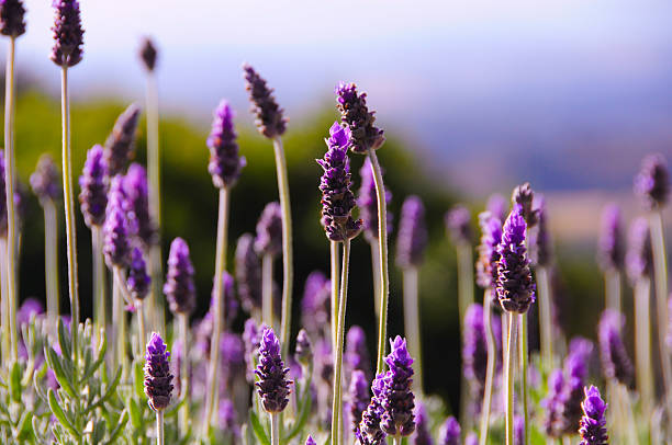 Lavender stock photo