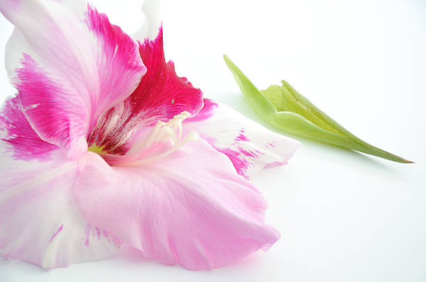 gladiolo bud - gladiolus single flower stem isolated foto e immagini stock