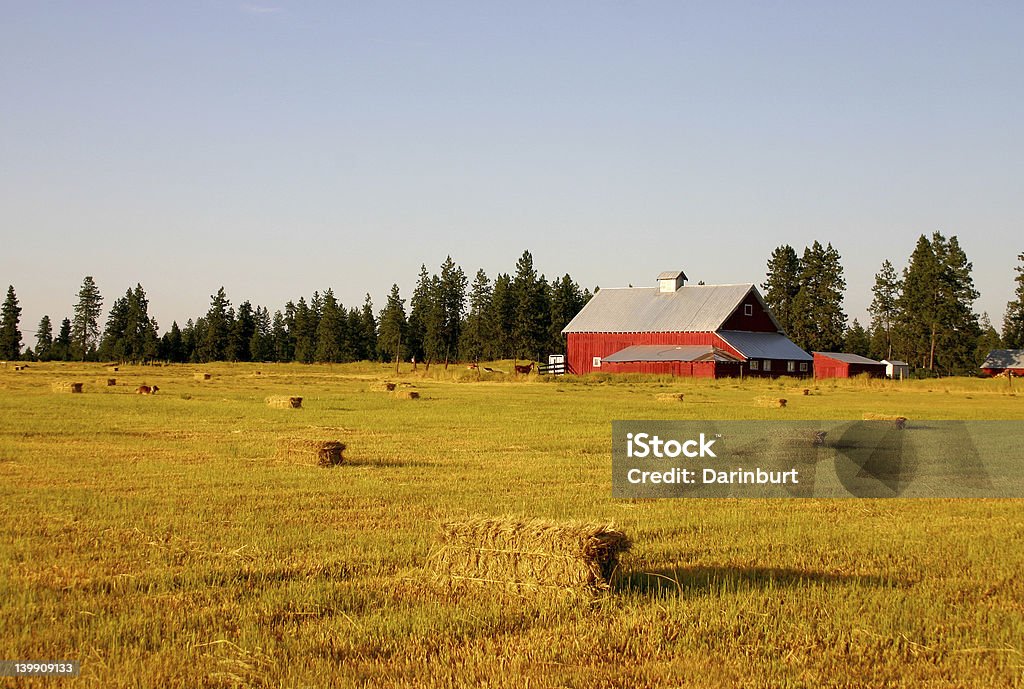 Campo de trigo y Barn - Foto de stock de Nebraska libre de derechos
