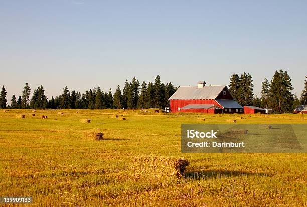 Campo De Trigo Y Barn Foto de stock y más banco de imágenes de Nebraska - Nebraska, Granja, Casa