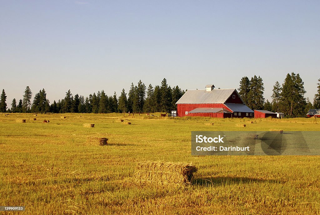 Campo de trigo e Barn - Foto de stock de Nebrasca royalty-free