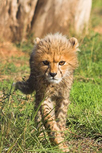 Stalking Cub stock photo