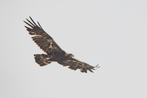 Golden Eagle close-up, flying low over sage grouse carcass in central Montana in northwestern USA.