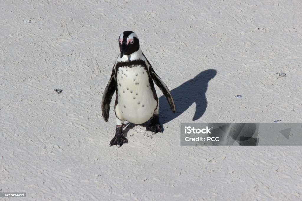 Penguin on the move at Boulder Bay in Western Cape, South Africa. Beach Stock Photo