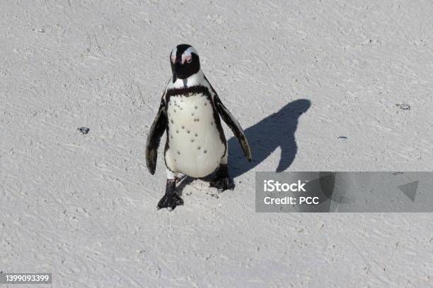 Penguin On The Move At Boulder Bay In Western Cape South Africa Stock Photo - Download Image Now