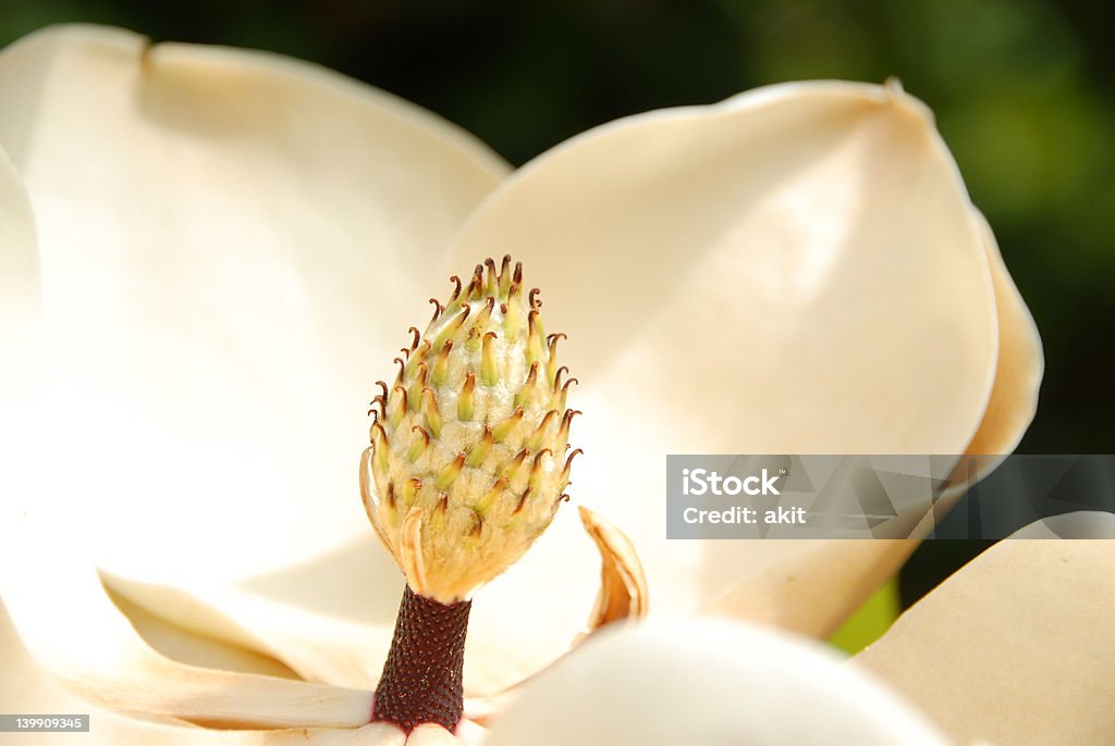 Магнолия Grandiflora цветок - Стоковые фото Белый роялти-фри