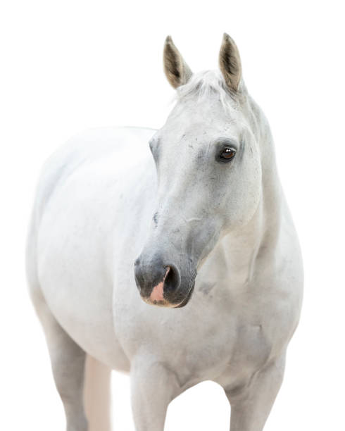 흰색 배경에 카메라를 직면 흰색 말 - horse white horse animal head horse racing 뉴스 사진 이미지