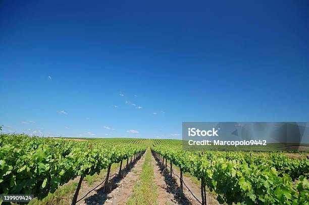 Виноградник Пейзаж — стоковые фотографии и другие картинки Виноградник - Виноградник, Долина Напа, Калифорния