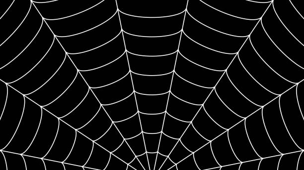 Spider web pattern vector background. Spider web pattern vector background. spinning web stock illustrations