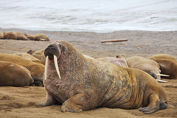 Walrus family with giant tusks
