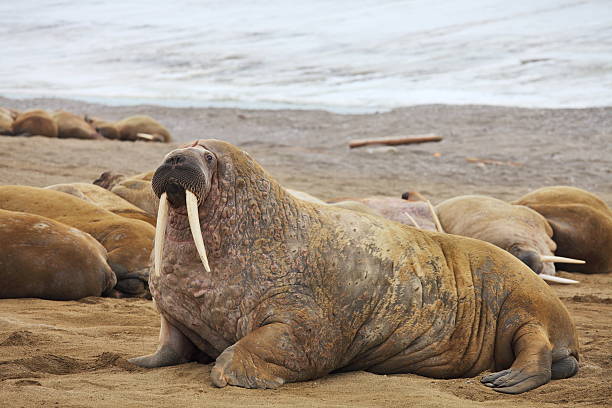 Walrus family with giant tusks Walrus family haul out walrus photos stock pictures, royalty-free photos & images