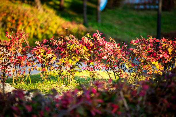 istock The autumn in the Namhansansung 1399095183