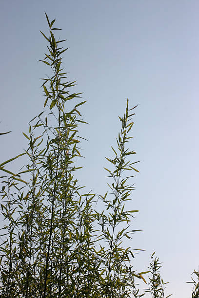 Bamboo & blue sky stock photo