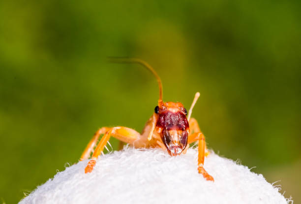 istock Wild Cricket Spotted in Australian Garden 1399095985