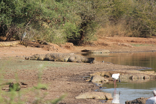 Crocodiles lounging on watering hole shore