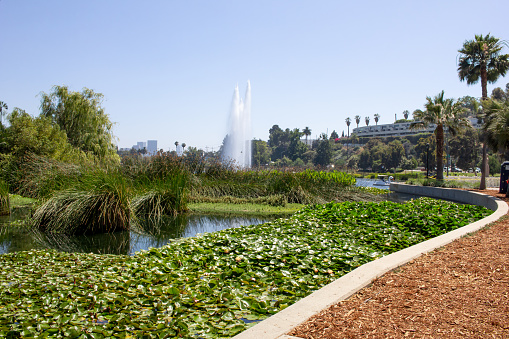 A scenic view of Echo Park Lake in Los Angeles.