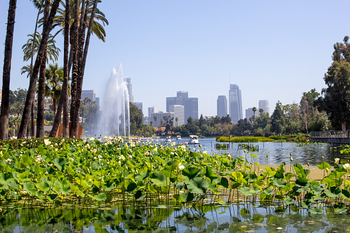 A scenic view of Echo Park Lake in Los Angeles, California.