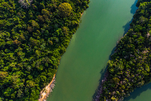 Direclty above view of a river amid the forest at the Amazon, in Brazil