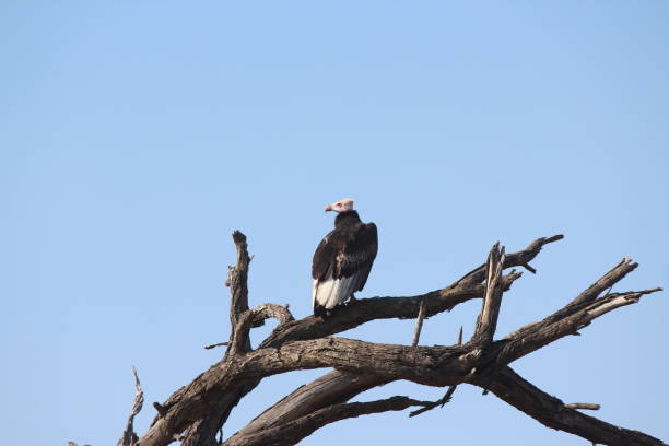 istock White headed vulture resting on dead tree top in Kruger Park 1399096072