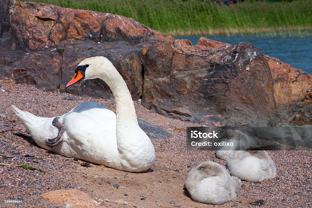 Лебедь с три baby birds на отдых - Стоковые фото Белый роялти-фри