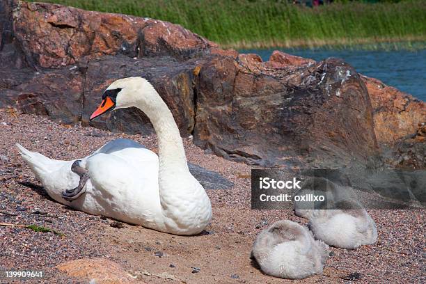 Лебедь С Три Baby Birds На Отдых — стоковые фотографии и другие картинки Белый - Белый, Береговая линия, Взрослый