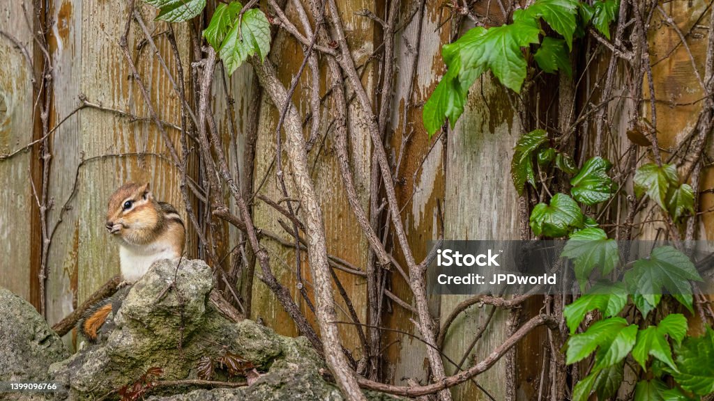 As autumn approaches, a chipmunk gathers food for storage during hibernation Animal Stock Photo