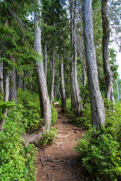 istock Strathcona Provincial Park Paradise Meadows 1399096979