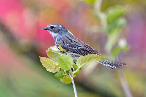 istock Yellow-rumped Warbler, Port Coquitlam, BC, Canada 1399097417