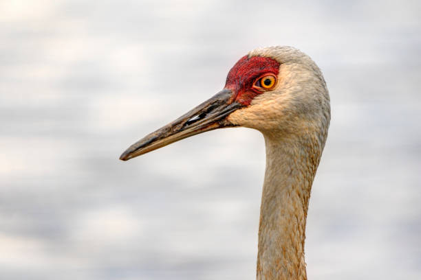 istock sandhill closeup, Delta, British Columbia, Canada 1399097453