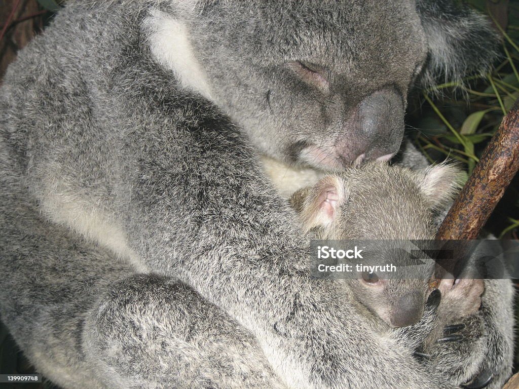 Koala und Baby - Lizenzfrei Koala Stock-Foto