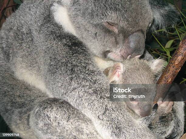 Koala Und Baby Stockfoto und mehr Bilder von Koala - Koala, Umarmen, Australien