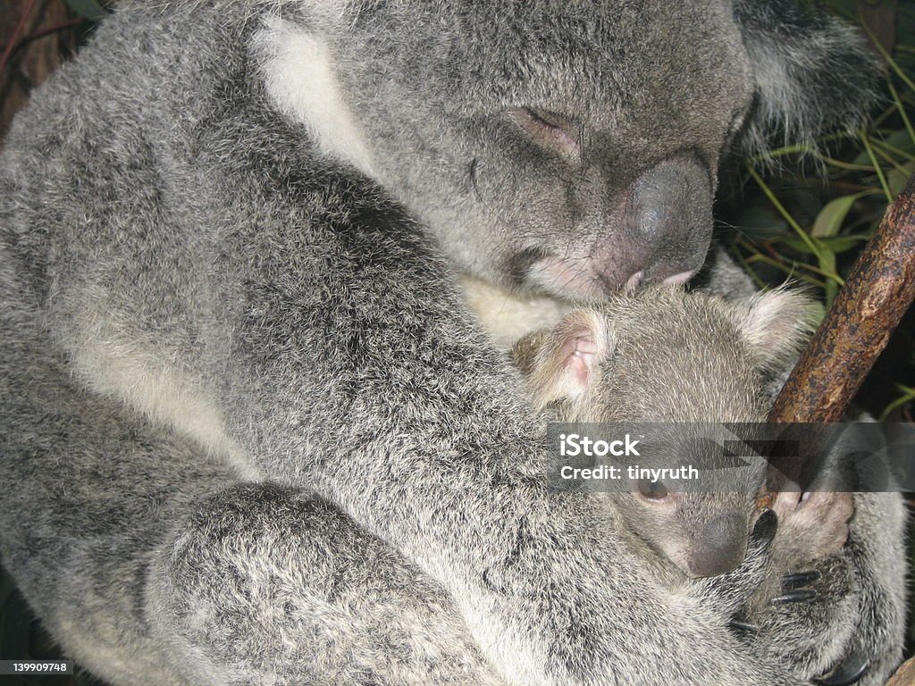 Coala e bebê - Foto de stock de Abraçar royalty-free